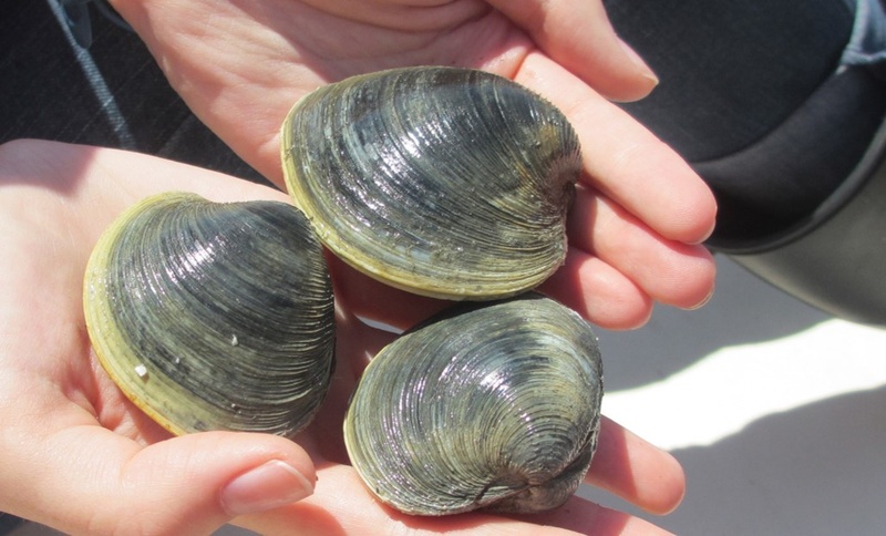clam filtration environmental benefits
