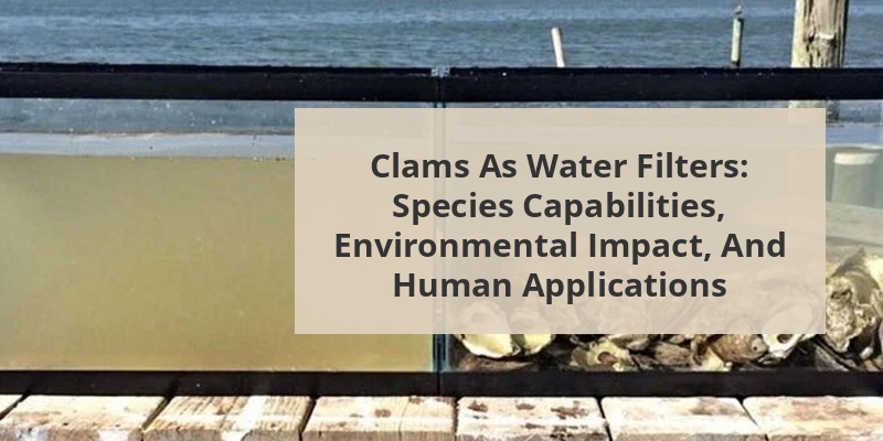 do clams filter water