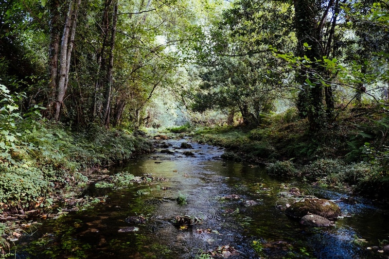 forest water filtration