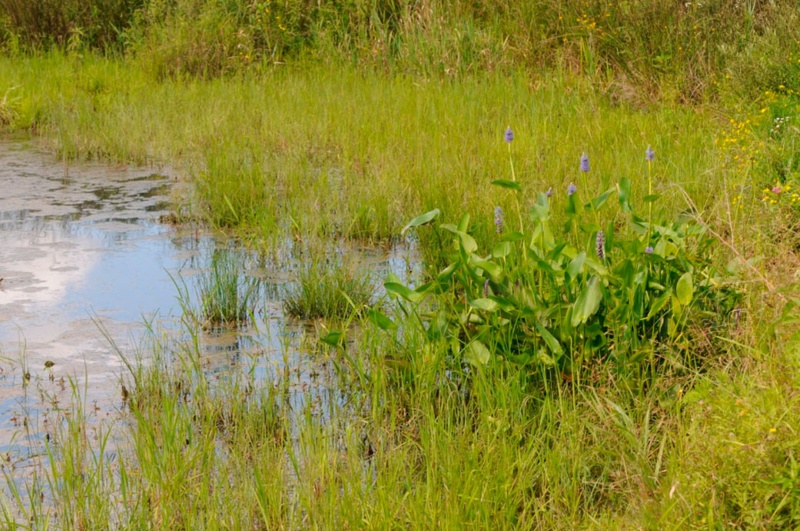 wetlands natural water filtration