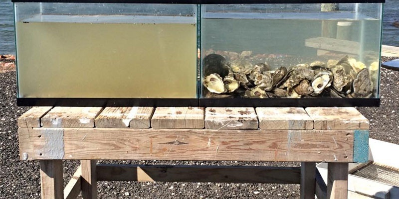 oyster filtering water