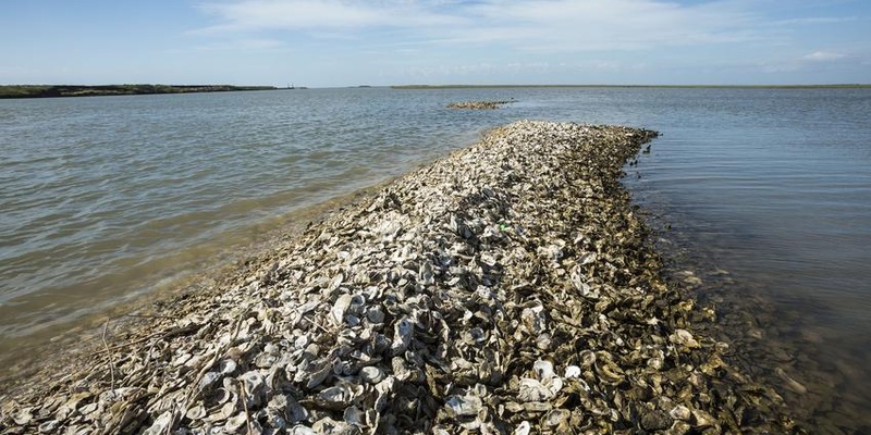 oyster reef restoration