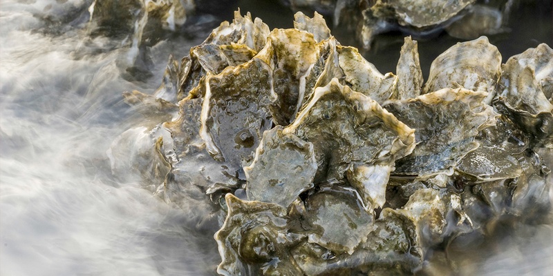 oyster reef water filtration ecological benefits