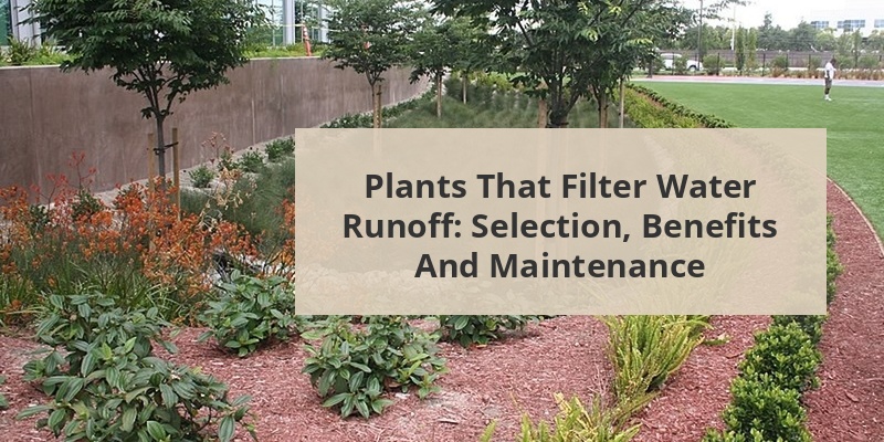 plants that filter water runoff